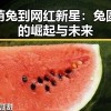 从萌兔到网红新星：兔圆圆的崛起与未来